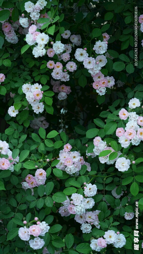 蔷薇花丛绽放美丽花朵