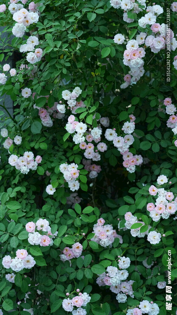 蔷薇花丛绽放美丽花朵