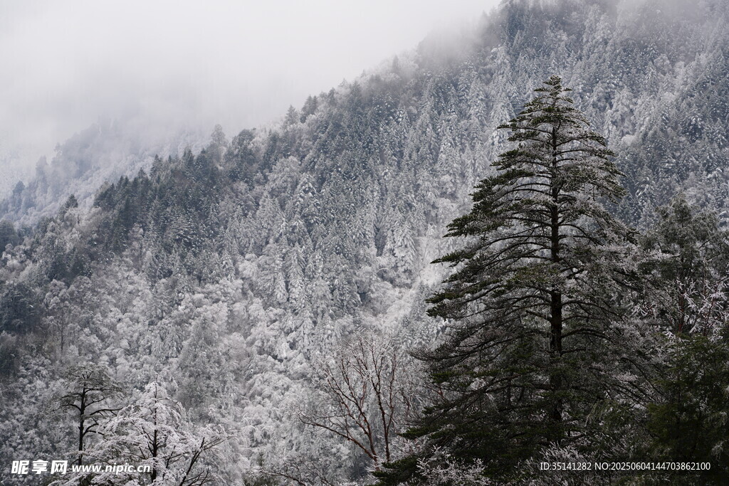 雪覆山林景