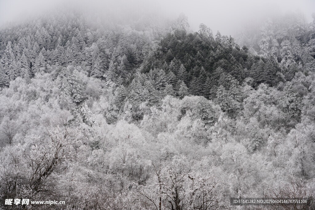 雪覆山林美景