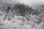 雪覆山林 雾气弥漫之景