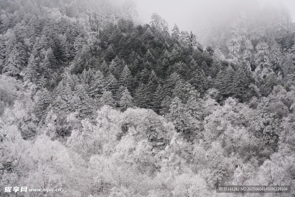 雪覆山林 雾气弥漫之景