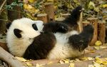 熊猫惬意躺卧落叶中
