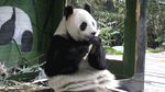 憨态可掬的大熊猫进食中