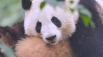 可爱熊猫惬意靠坐