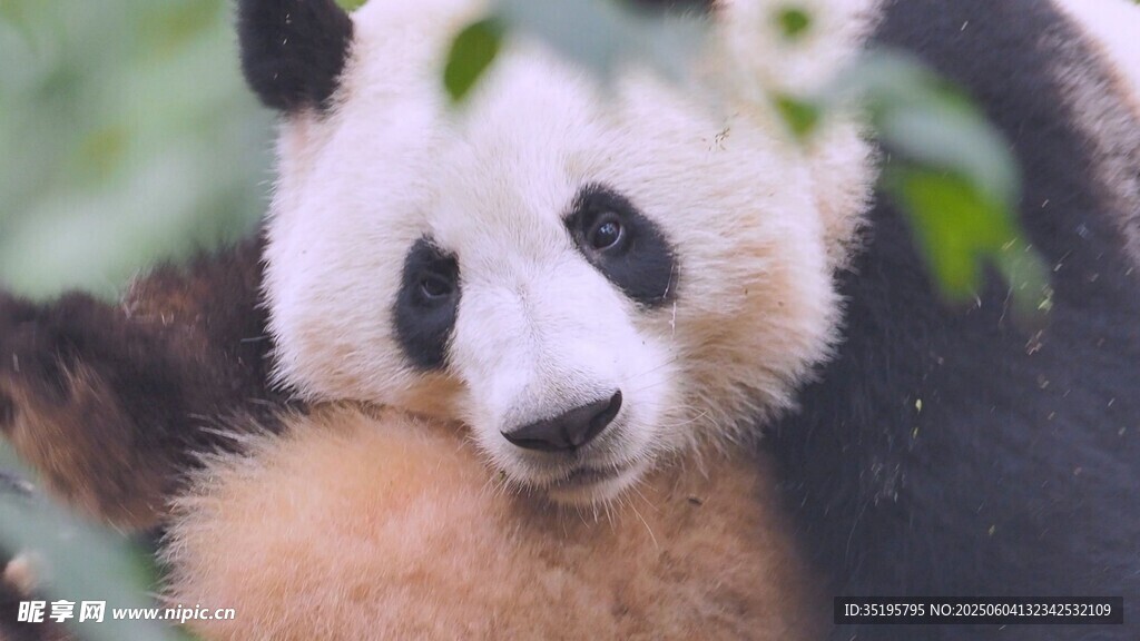 可爱熊猫惬意靠坐