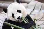 熊猫惬意享用翠绿竹子