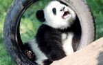 熊猫玩轮胎超萌瞬间