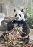 熊猫惬意享用新鲜竹子
