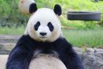憨态可掬的大熊猫