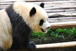 可爱大熊猫坐于木架旁
