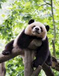 熊猫惬意栖于树枝