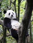 熊猫惬意躺于林间树枝