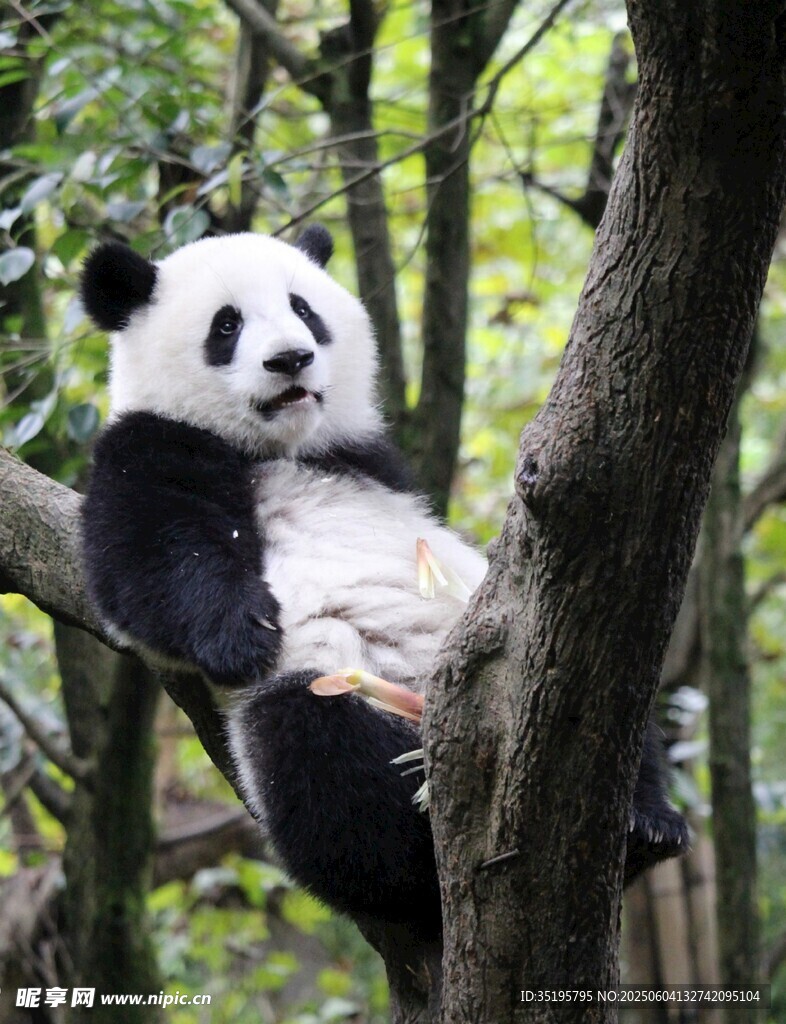 熊猫惬意躺于林间树枝