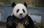 熊猫惬意享用竹子