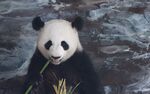 熊猫惬意进食竹子