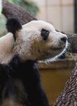 可爱熊猫张嘴似在喝水