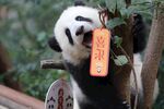 熊猫挂福牌萌态十足