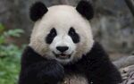 憨态可掬的大熊猫