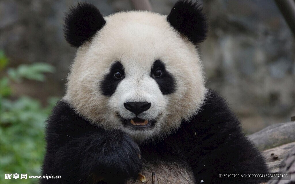 憨态可掬的大熊猫