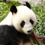 憨态可掬的大熊猫