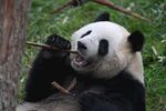 熊猫惬意享用竹子