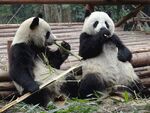 两只熊猫惬意享用竹子