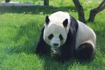 草地上的可爱大熊猫
