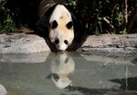 熊猫低头饮水可爱瞬间