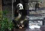 熊猫坐秋千憨态可掬