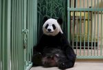 坐于笼边的可爱大熊猫