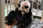 熊猫惬意坐着舔毛