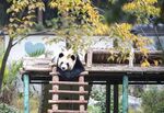 熊猫在木架上休憩