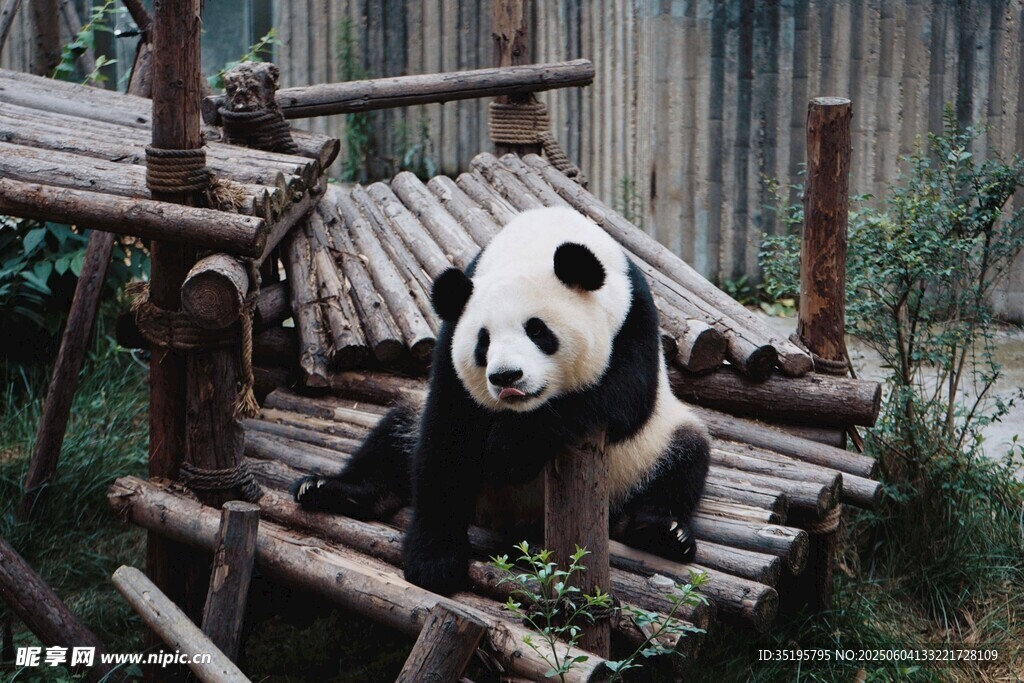 熊猫惬意坐于木制设施上
