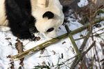 雪地中进食的可爱大熊猫
