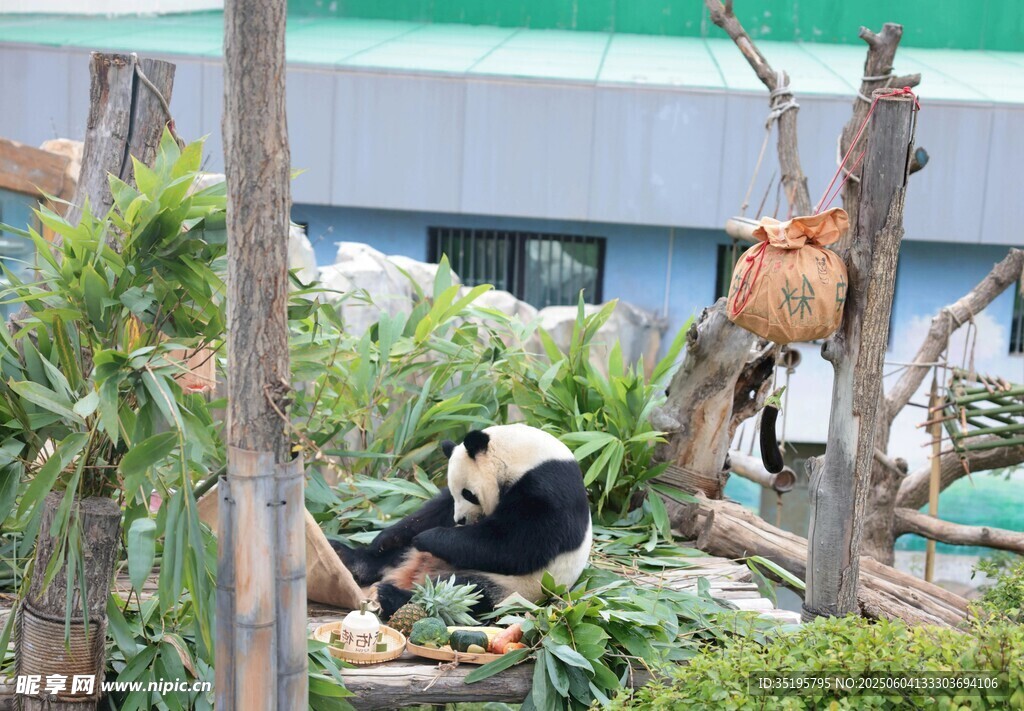 熊猫在木架上悠闲活动