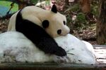 慵懒熊猫趴石休憩