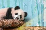 熊猫惬意躺卧休息