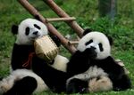 两只熊猫惬意享用美食