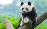 可爱熊猫坐于树枝上