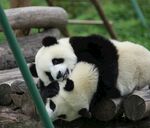 两只熊猫亲昵依偎