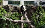 熊猫于绿植间攀爬