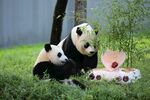 熊猫与玩具同处绿意草地