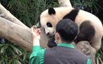 游客近距离拍熊猫萌态