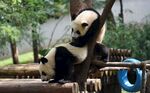 悠闲熊猫坐木架享受时光