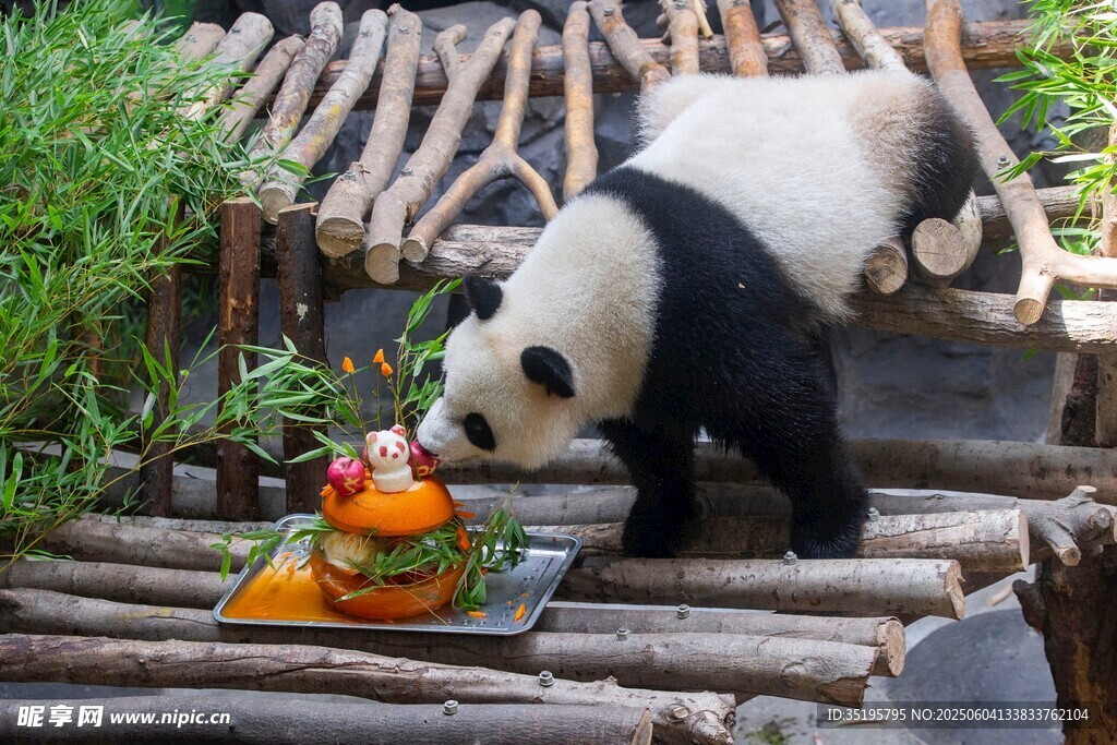 熊猫享用特色食物