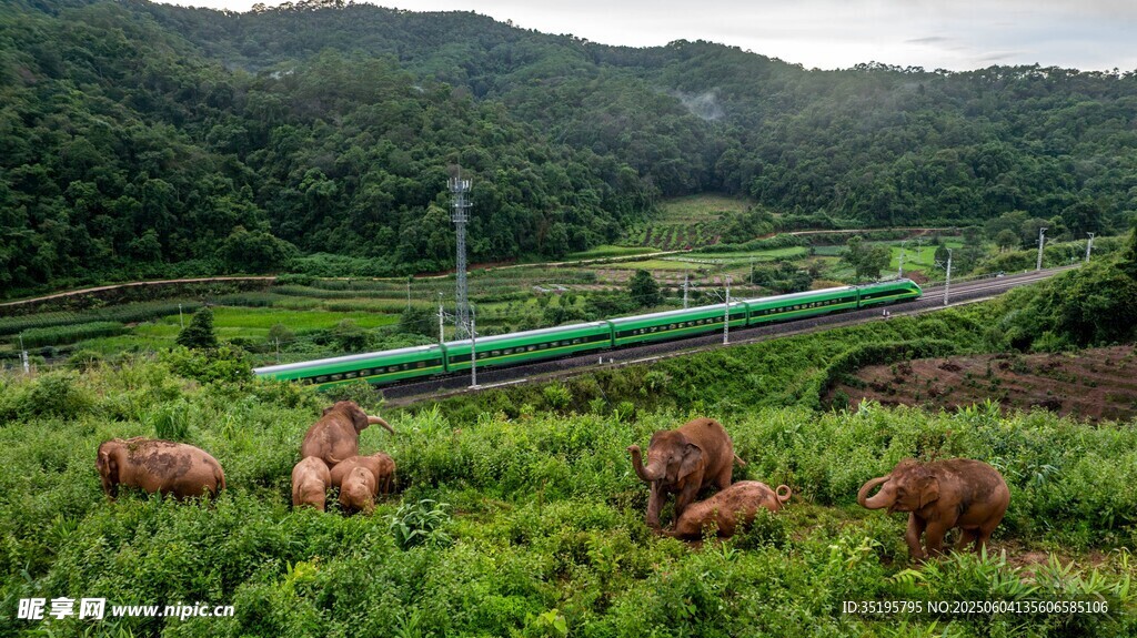 田园风光中的牛群与管道