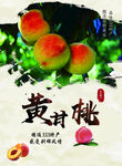 黄甘桃