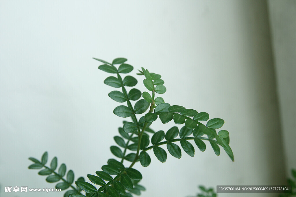清香木照片