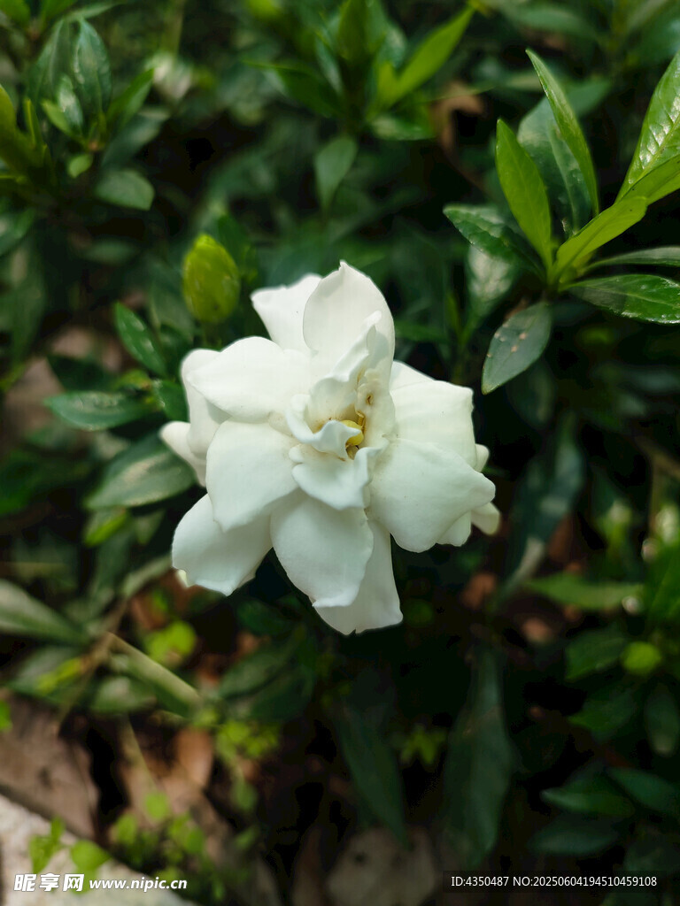 洁白绽放的单朵栀子花